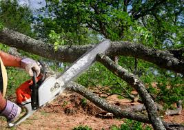 Best Root Management and Removal  in Swainsboro, GA