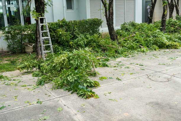Best Lawn Maintenance Plans  in Swainsboro, GA