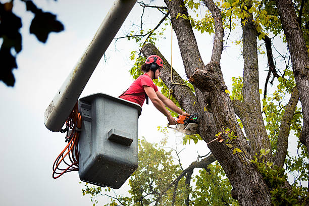 Best Emergency Tree Removal  in Swainsboro, GA